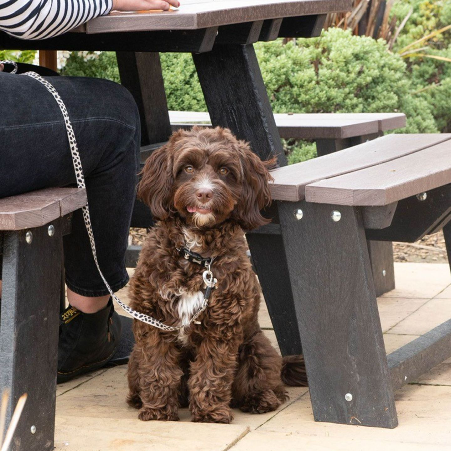 Your local dog friendly pub in Birmingham 